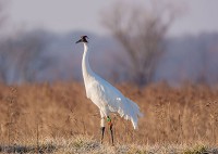 This photo of whooping crane 4-11 was taken by Bob Herndon