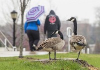 Canada geese hang out Thirsday near Riverwalk in Mishawaka's Battell Park. Staff photo by Robert Franklin