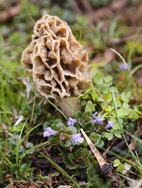 A morel mushroom emerges from the moist soil Thursday, April 13, 2017, in Carroll County. Staff photo by John Terhune