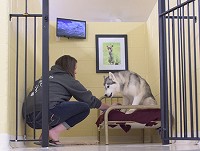 The royal suites at Pet Palace include a bed and cable TV. (IBJ photo/Eric Learned)