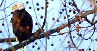 A mature bald eagle perches in a sycamore tree on the shore of the Wabash River west of Logansport in the winter of 2015. CNHI photo by J. Kyle Keener