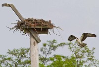 Summit Lake State Park's newest residents, an osprey, delivers a fish to its nesting platform that was installed by the Robert Cooper Audubon Society. Provided photo