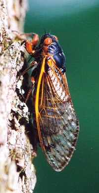 Cicadas from Brood X, expected in 2021, have been emerging four years early, though one expert suggests it's not unusual for some of the singing insect to come this year with the bulk of them in 2021, 17 years after their last appearance. Photo by Gene Kritsky/Mount St. Joseph University