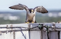 A male falcon sits on the edge of the City County Building in downtown South Bend on Wednesday, June 7, 2017. Staff photo by Becky Malewitz