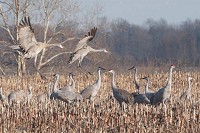 Sandhill cranes land on a patch of wetland in one of ACRES Land Trust&rsquo;s preserves.