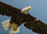 Wildlife photographer Stuart Forsythe captured an image of bald eagle C43 on June 24, 2017, as she flew over his boat on Lake Monroe. C43 is believed to be the oldest wild bald eagle living in Indiana. Courtesy photo by Stuart Forsythe