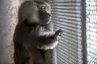A baboon just fresh from playing outside sits in the shade of an enclosure at the Peaceable Primate Sanctuary in Winamac. Staff photo by Becky Malewitz