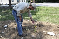 Will Dres, natural resources director specialist with Knox County Cooperative Weed Management Area, points out a black-eyed Susan in the new native flowers and grasses garden growing in Gregg Park in Vincennes. Staff photo by Jess Cohen