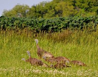 A brood of wild turkeys with three hens and six nearly grown poults was photographed in Indiana. State biologists are hoping Hoosiers will report any wild turkey hens and poults they see in July or August. G. Johnson | Courtesy photo