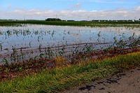 Following heavy storms on June 15, 2017, a field north of Indiana 22 looked like a lake. It doesn't expect to be a banner year for Howard County farmers, as rain was problematic during the planting season and after. Staff photo by Tim Bath | Kokomo Tribune