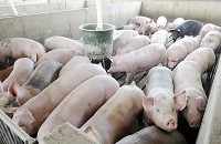 Hogs gather around a feeder in the finishing bard at Schoettmer Prime Pork farm near Tipton. With 11,000 hogs on site generally, the farm is considered a Concentrated Animal Feeding Operation (CAFO). Staff photo by Don Knight