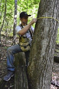 Peyton Joachim measures the circumference of a tree Thursday, Sept. 21, 2017 in the Lilly Dickey Woods in Brown County. Staff photo by Carol Kugler