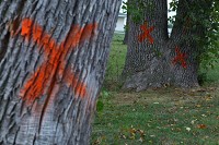 Ash trees in Hammond's Riverside Park are designated with orange Xs after they were found to be damaged by the emerald ash borer and expected to be taken down. Staff photo by Kale Wilk