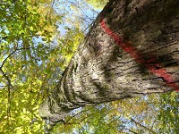 A tree marked for logging in the back country of the Yellowwood State Forest. A protest this week aims to draw attention to the planned logging. Staff photo by Laura Lane