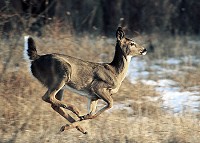 Whitetail deer also signal danger with a tail-up white fla; when sensing danger, older bucks often melt into the scenery rather than flag. Staff photo by John P. Cleary