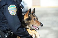 Greenfield police Patrolman Jerami Summers works with his K-9 officer, Bak. Staff photo by Tom Russo