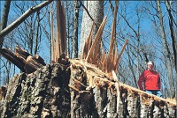 Indiana state Rep. Matt Pierce, D-Bloomington, views the stump of an 80- to 90-year-old tree Thursday in the back country of Yellowwood State Forest in Brown County, where loggers cut down trees over the winter. Staff photo by Jeremy Hogan