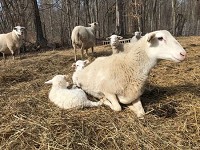 The first lambs were born this year on the Crothersville farm of Nate and Liz Brownlee. Submitted photo