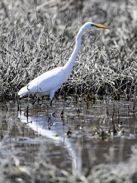 An egret stalks through Snakey Point Marsh while hunting for food at the Patoka River National Wildlife Refuge in Oakland City, Ind., Wednesday, April 11, 2018.&nbsp;(Photo: SAM OWENS/ COURIER &amp; PRESS)