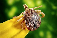 Cases of Lyme Disease caused by ticks rose from just 26 in 2006 to 127 in 2016, according to the CDC. However, some studies suggest the actual number of cases can be 10 times more than those reported to the center. Indiana State Department of Health photo