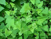 Mile-a-minute vine was recently found in southwestern Monroe County, hundreds of miles from where it usually is found. The vine grows very quickly and can cover other plants and structures in its path.&nbsp;MASSNRC.ORG&nbsp;| COURTESY IMAGE