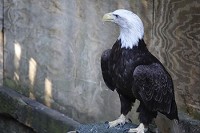 A mature bald eagle that was hit by a vehicle has been rehabilitated at the Indiana Raptor Center in Brown County. It will soon be released into a hacking tower in Lawrence County, along with two immature bald eagles. The hope is that the adult eagle will show the younger birds how to fish and take care of themselves in the wild.&nbsp;JONI JAMES | COURTESY PHOTO