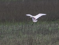 The spoonbill was first spotted June 1 in the Stillwater Marsh area near Lake Monroe. It is the first of its species to be seen in Monroe County and only the third in Indiana. Jeff Danielson, courtesy photo