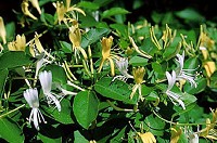 Japanese honeysuckle is classified as a noxious weed in Texas, Illinois and Virginia and is banned in New Hampshire.