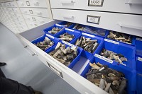 A collection of ancient human bones are shown in a Corbett Family Hall Lab, the new home of the Notre Dame Department of Anthropology. Staff photo by Santiago Flores
