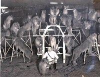 Terrell Jacobs poses with his lions and tigers that were part of a record-setting circus act he performed all over the United States. Photo provided by Miami County Museum
