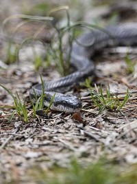 A snake sunbathes along Turtle Trail inside the Patoka River National Wildlife Refuge near Oakland City, Ind., Wednesday, April 11, 2018.&nbsp;(Photo: SAM OWENS/ COURIER &amp; PRESS)