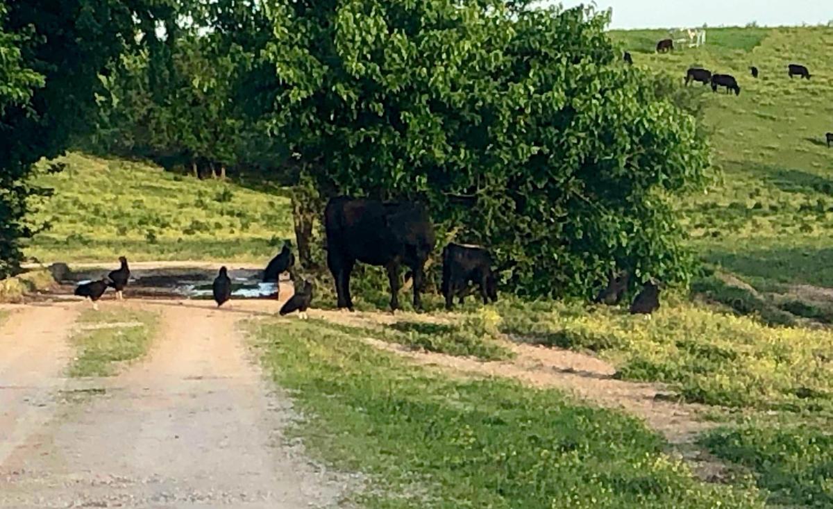 Black vultures surround a cow and calf on Karen Foster's Jeffersonville farm. Submitted photo