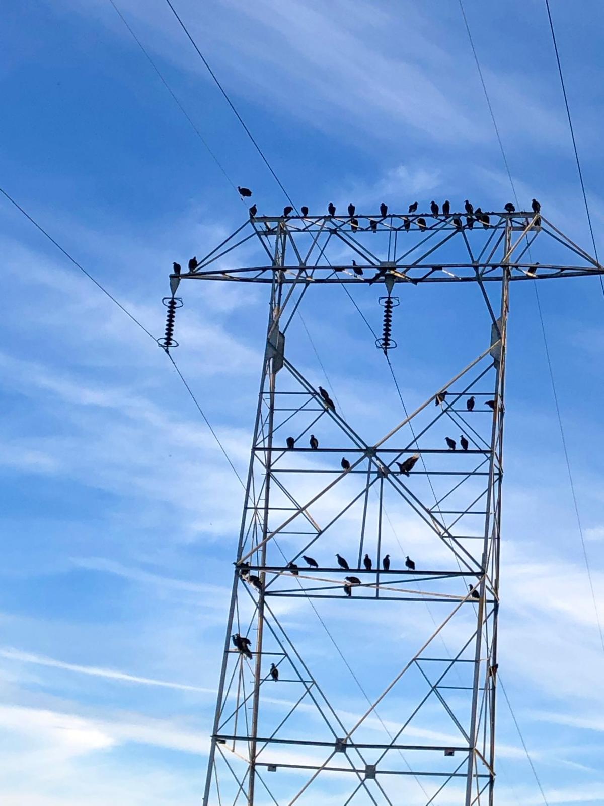 Dozens of black vultures linger on a tower near Karen Foster's Jeffersonville farm. Submitted photo