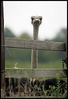 An ostrich peeks over a fence at the Buffalo Run Farm, Grill & Gifts in Lincoln City. Jason Clark/Evansville Business Journal