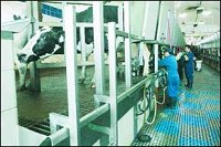 MILKING TIME - Dairy cows are milked in the Concentrated Animal Feeding Operation at the Willemsen Dairy near Frankton in Madison County.