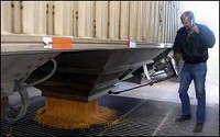 Lew Thornburg of Parker City unloads a semi-tractor trailer full of corn at Shideler Grain Elevator two days before Thanksgiving. An ethanol plant is proposed for the Shideler area. Seth Slabaugh / The Star Press