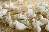Maple Leaf Farms is spending more to buy corn feed for its ducks. Maple Leaf Farms photo