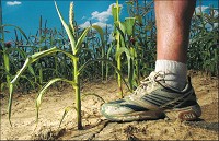 Leaves curled, a scrawny sweet corn plant in dry cracked soil shows the effects of the drought in Bartholomew County. “I don’t see how this is going to make it,” said John Hackman, owner of Hackman’s Market on State Street. Hackman’s is unable to irrigate due to the depth of the water table in the area. The Republic photo by Andrew Laker