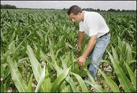 Brian Kemper of Kemper Farms looks at some corn Wednesday that is not doing well because of dry conditions on his farm near Lafayette. Kemper said the next two weeks could determine whether dry weather will hurt corn yields. By Michael Heinz/Journal &amp; Courier