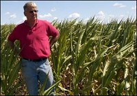 Ed Leininger, owner of Leininger Farms, stands in his field of corn. The corn should be standing over 6 feet tall which would be above Leininger, but with little water the corn has come up short. Tribune Photo/MARGARITA BILBREY