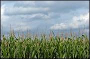 A field of corn in Wayne County under a cloudy sky Thursday following a rainstorm. Palladium-Item photo by Joshua Smith