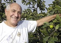 Dominic Cataldo shows off one of the many figs he grows in his typical Italian garden. Truth Photo by Fred Flury