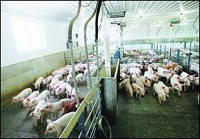 Unionport Nursery in Randolph County houses about 19,000 piglets, 40 to a pen. The piglets are kept for six weeks before being shipped to contract farms. Last year, Randolph County added 126,866 swine, and this year, the county has already added 37,577. A vote on a proposal to create two agriciultural districts in the county — only one would allow CAFOs — will be Nov. 20. Melanie Maxwell / The Star Press