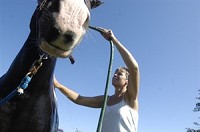 Former Monaco worker Denise Sexton washes her Spotted Draft horse Shadow outside of the pasture at her Wakarusa home Thursday, September 18, 2008. Sexton has decided to return to school to become a surgical technician following the plant closing this month. Truth Photo By Jennifer Shephard