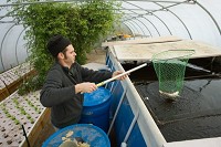 
Ernest Rando, of Matthew's Nursery in Gary, nets a tilapia from a pool used in an aquaponics operation. The aquaponics system uses fish waste to feed plants through a watering system. In turn, the plants clean the water for the fish, and the water is pumped back into the pool. Jon L. Hendricks | The Times of Northwest Indiana
