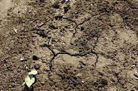 A bean tries to grow next to cracks in the earth caused from the recent drought Tuesday at his farm near Dayton. / By Michael Heinz/Journal &amp; Courier