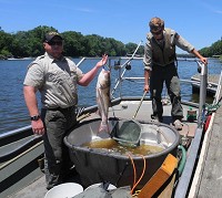 Lunch: Indiana Department of Natural Resources employees conducted a demonstration of electro-shocking fish in the Wabash River Tuesday afternoon. One employee holds a silver, or Asian carp. Staff photo by Jim Avelis