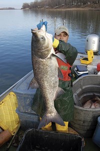 Asian carp are voracious eaters - silver carp can reach 100 pounds in weight while bighead carp (right) can weigh up to 30 pounds by age three. USGS photo