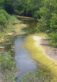 Drying up: Honey Creek in southwest Vigo County show the effects of the lack of recent rain. Dead and dying algae carpet the banks of the stream. Staff photo by Jim Avelis
