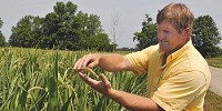 Jim Wenning shows that corn stalks have already grown tassels even though the dry hot weather has stunted the growth of much of the corn in this area. (David Burns / C-T Photo)